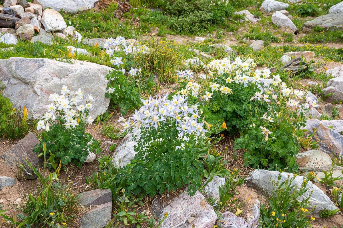 Columbine wildflower Wyoming