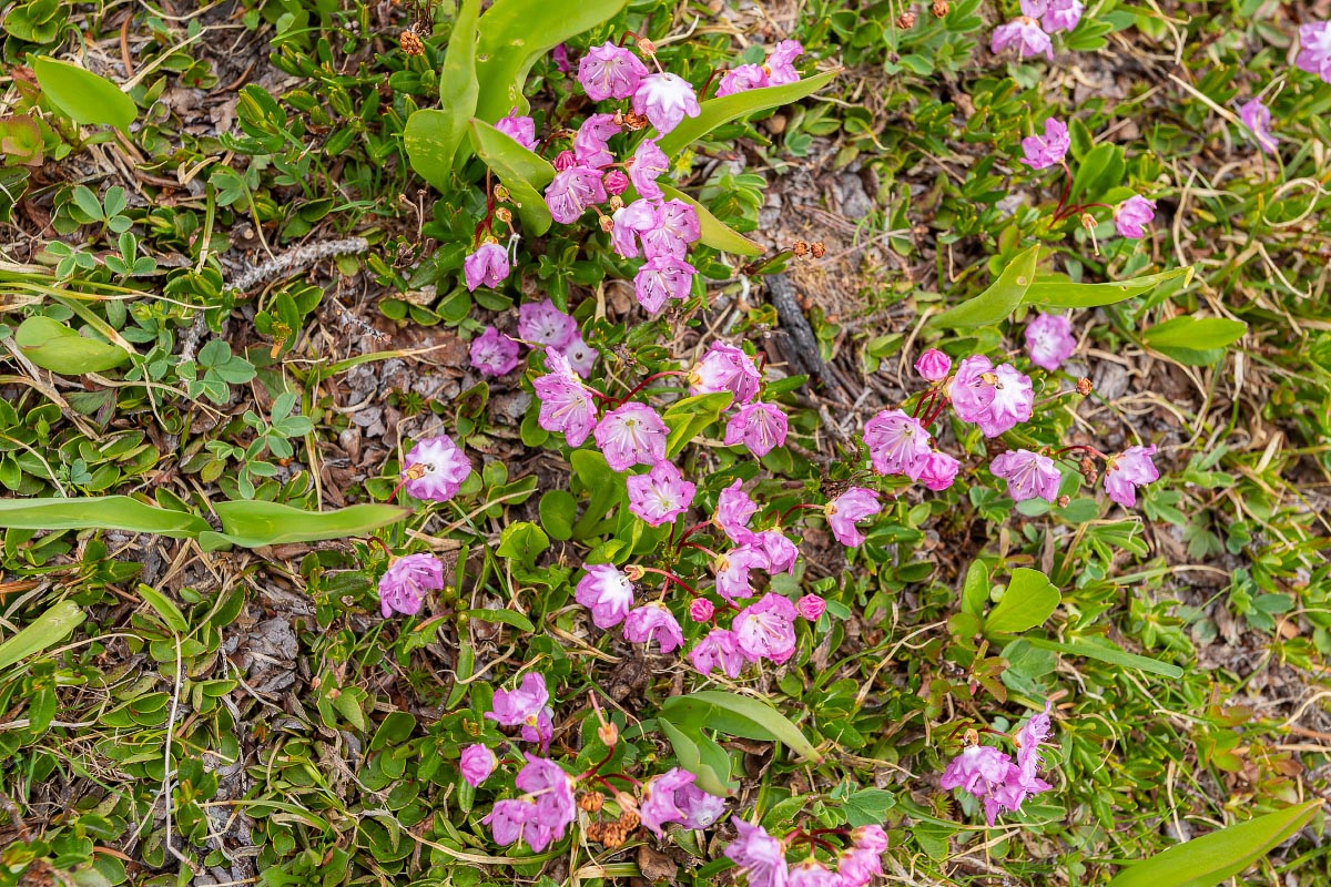 Alpine Laurel wildflower Wyoming