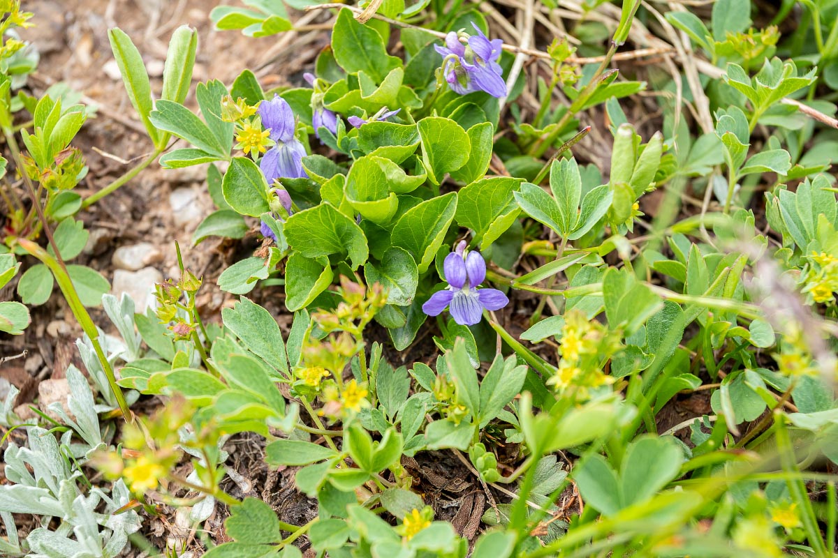 Western Blue Violets wildflower Wyoming