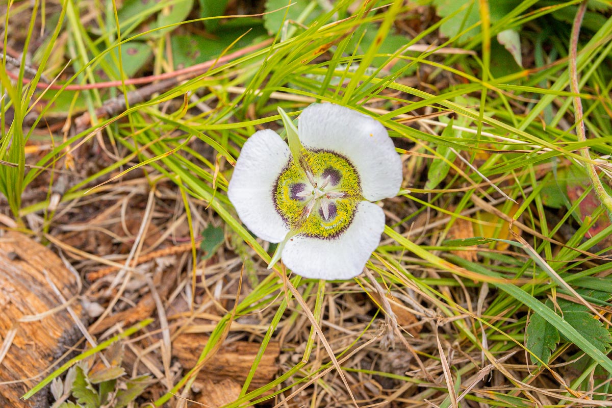Gunnison’s Mariposa Lily Wyoming