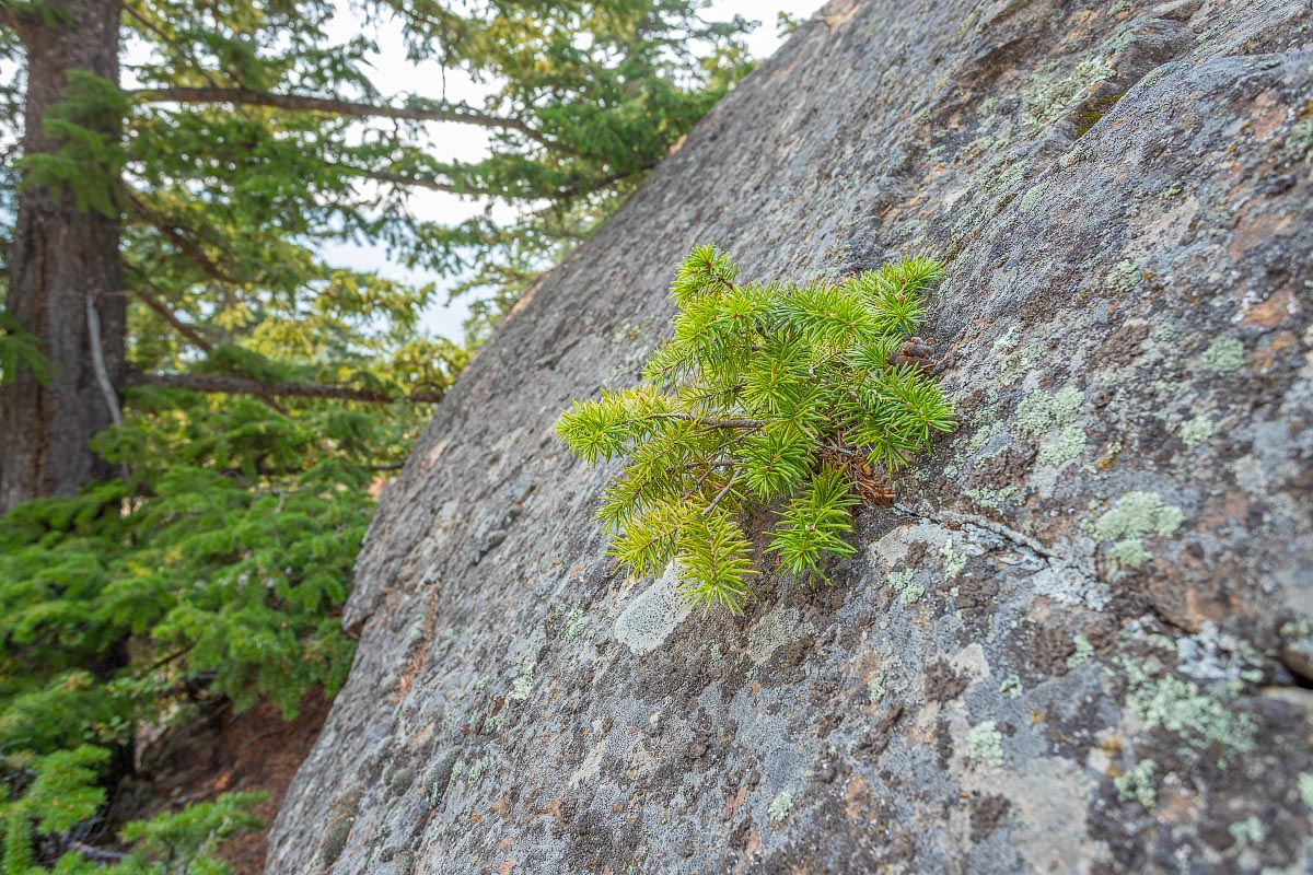 Douglas Fir Wyoming