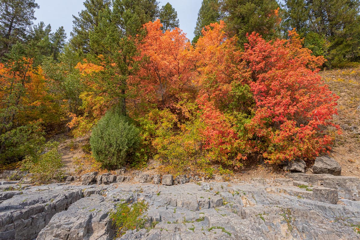 Snake River Canyon fall colors Wyoming