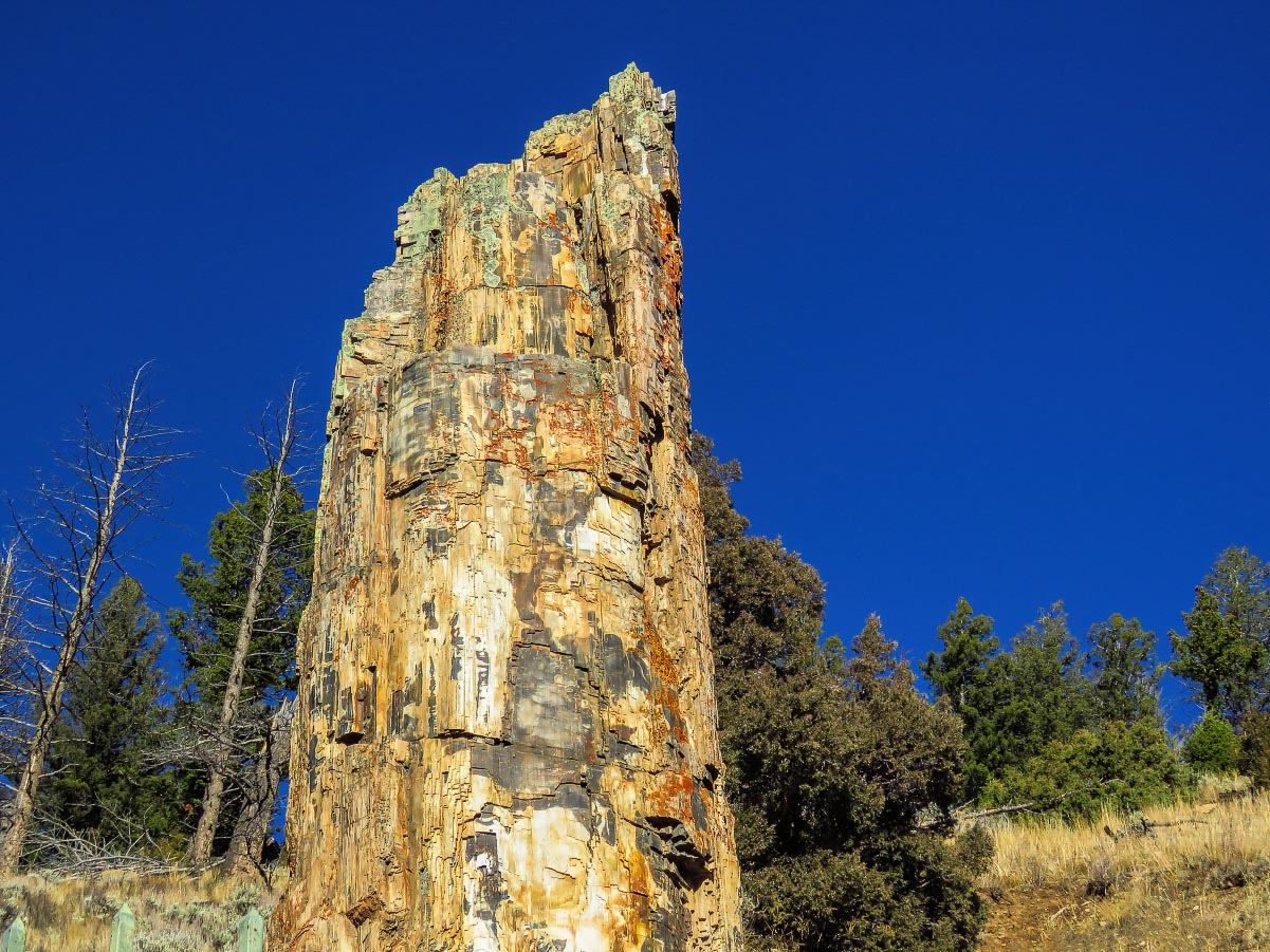 Petrified Tree Yellowstone Wyoming