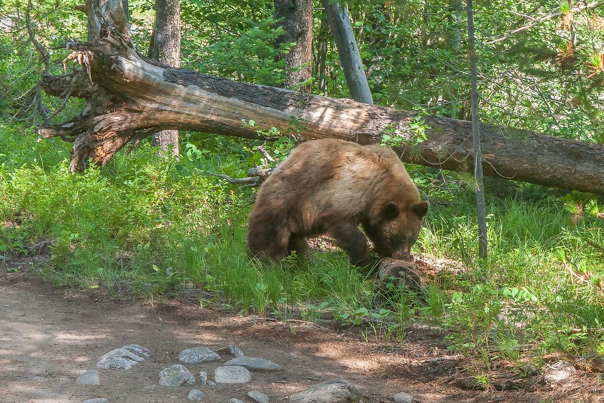 Black Bear Grand Teton National Park Wyoming