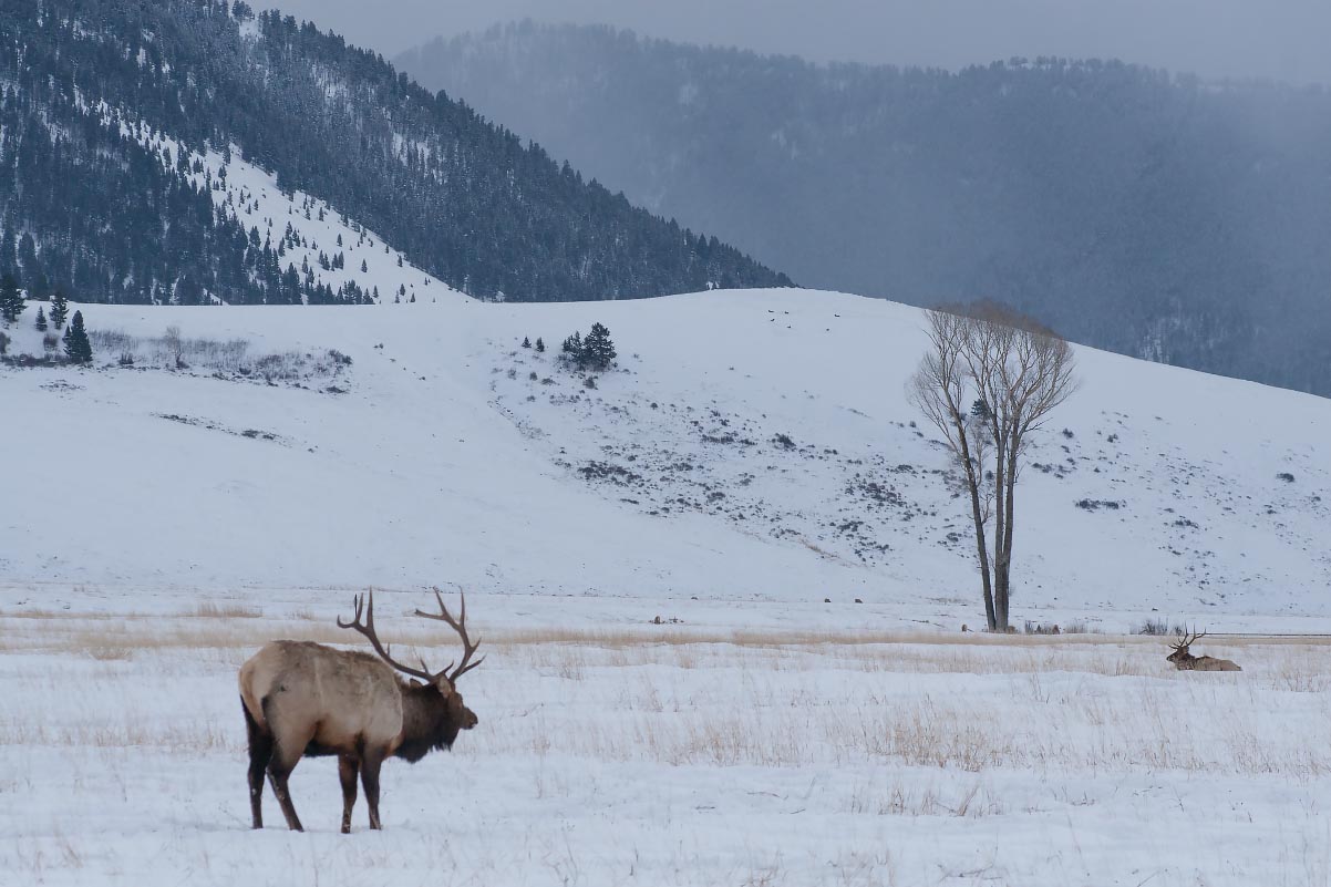 National Elk Refuge Wyoming