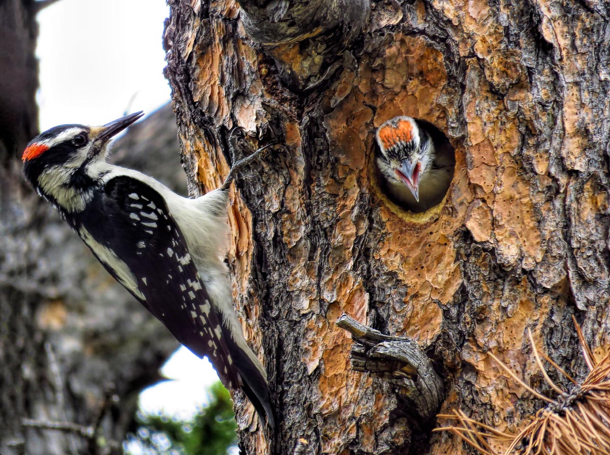 Hairy Woodpeckers