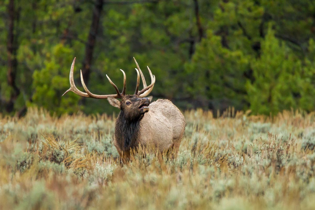 Bugling Elk Grand Teton National Park Wyoming