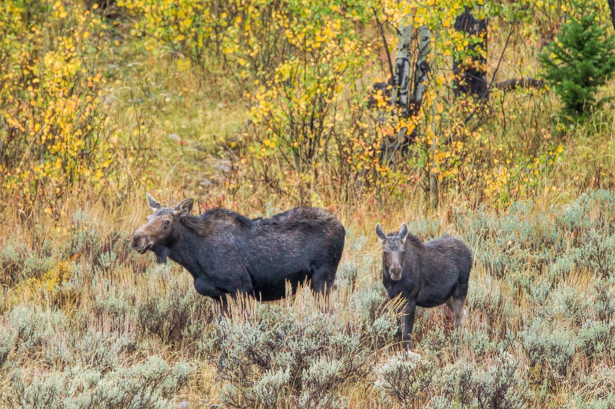 Moose Wyoming