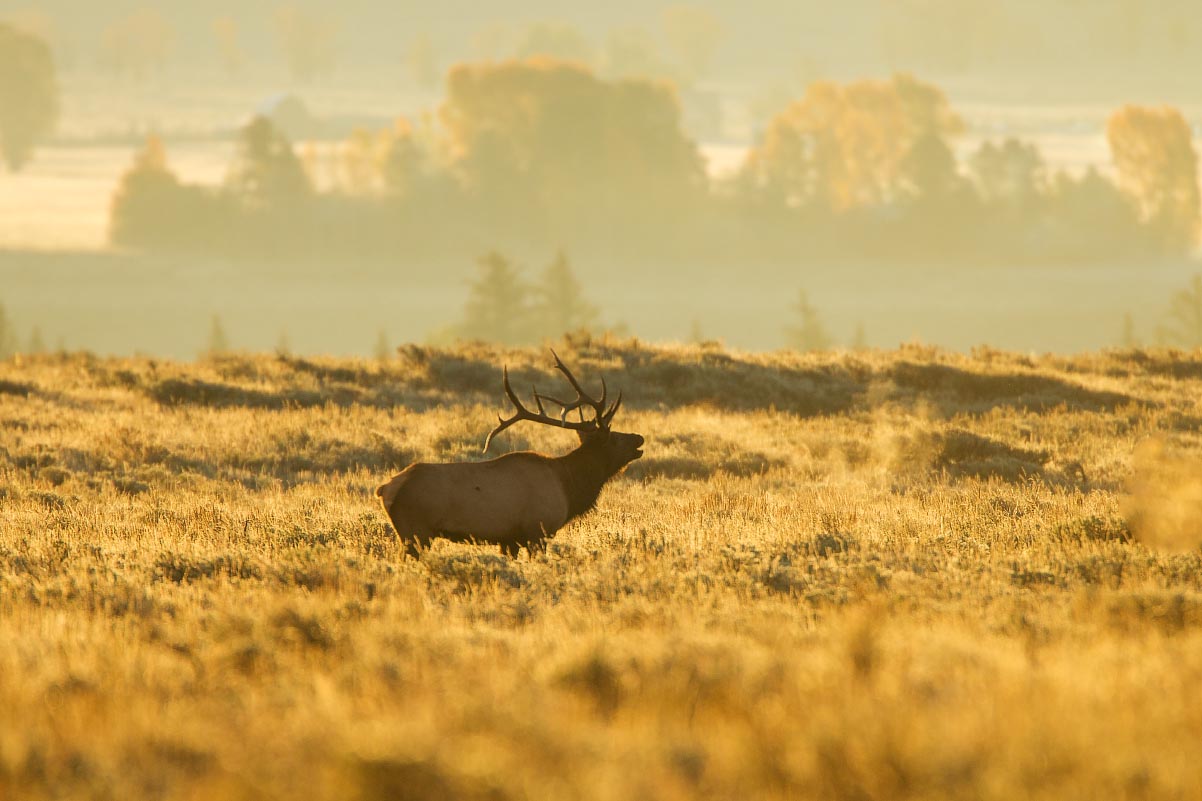 Bugling Elk Grand Teton National Park Wyoming