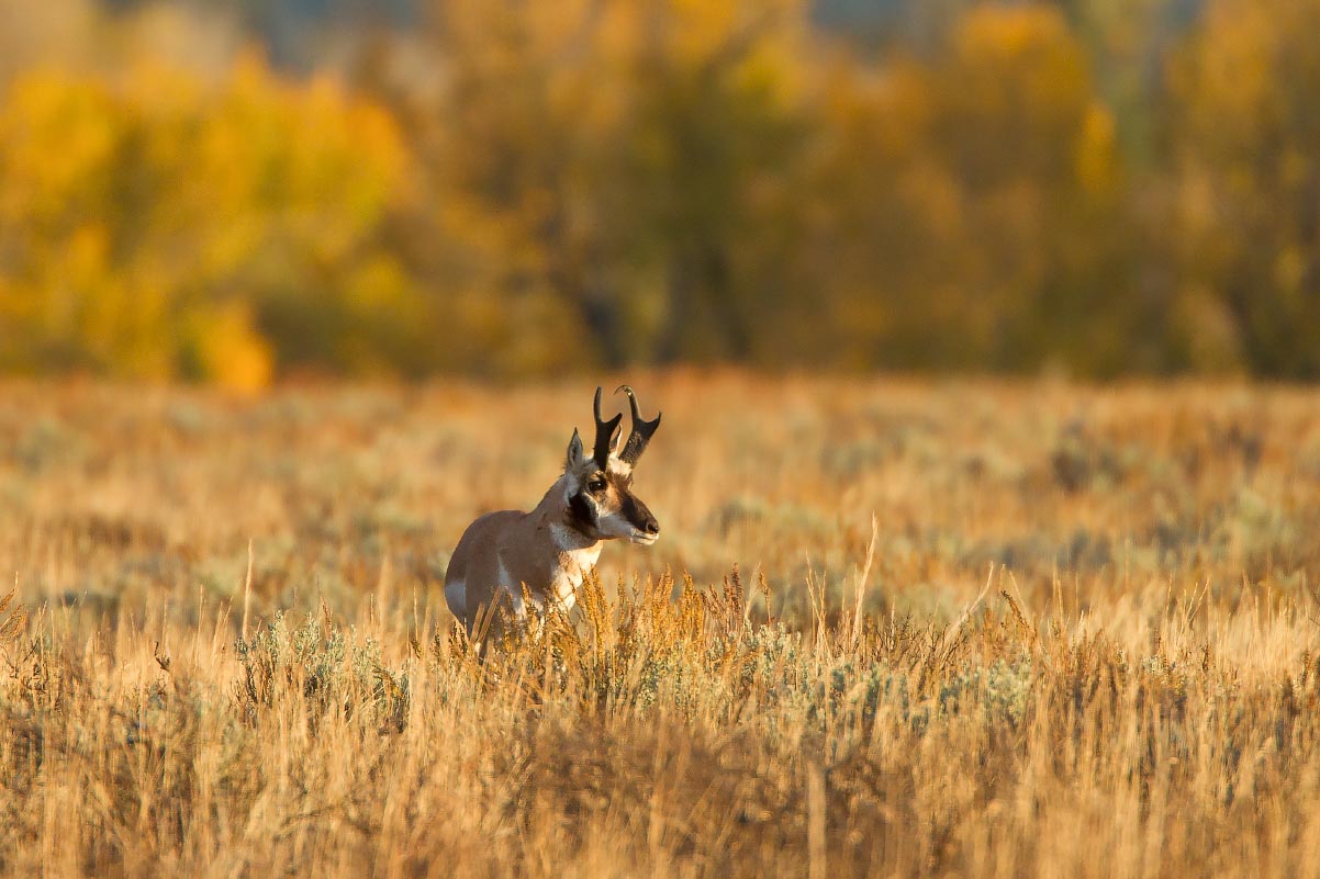 Pronhorn Grand Teton National Park Wyoming