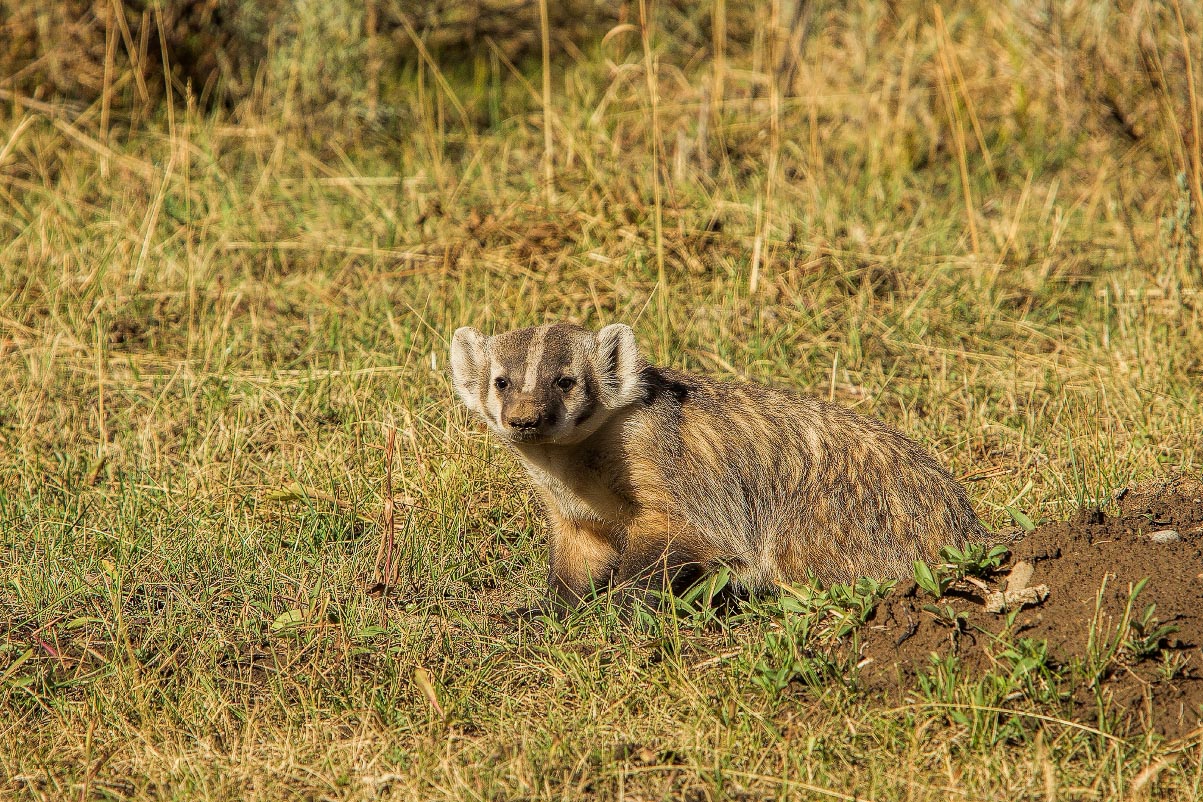 American Badger Wyoming