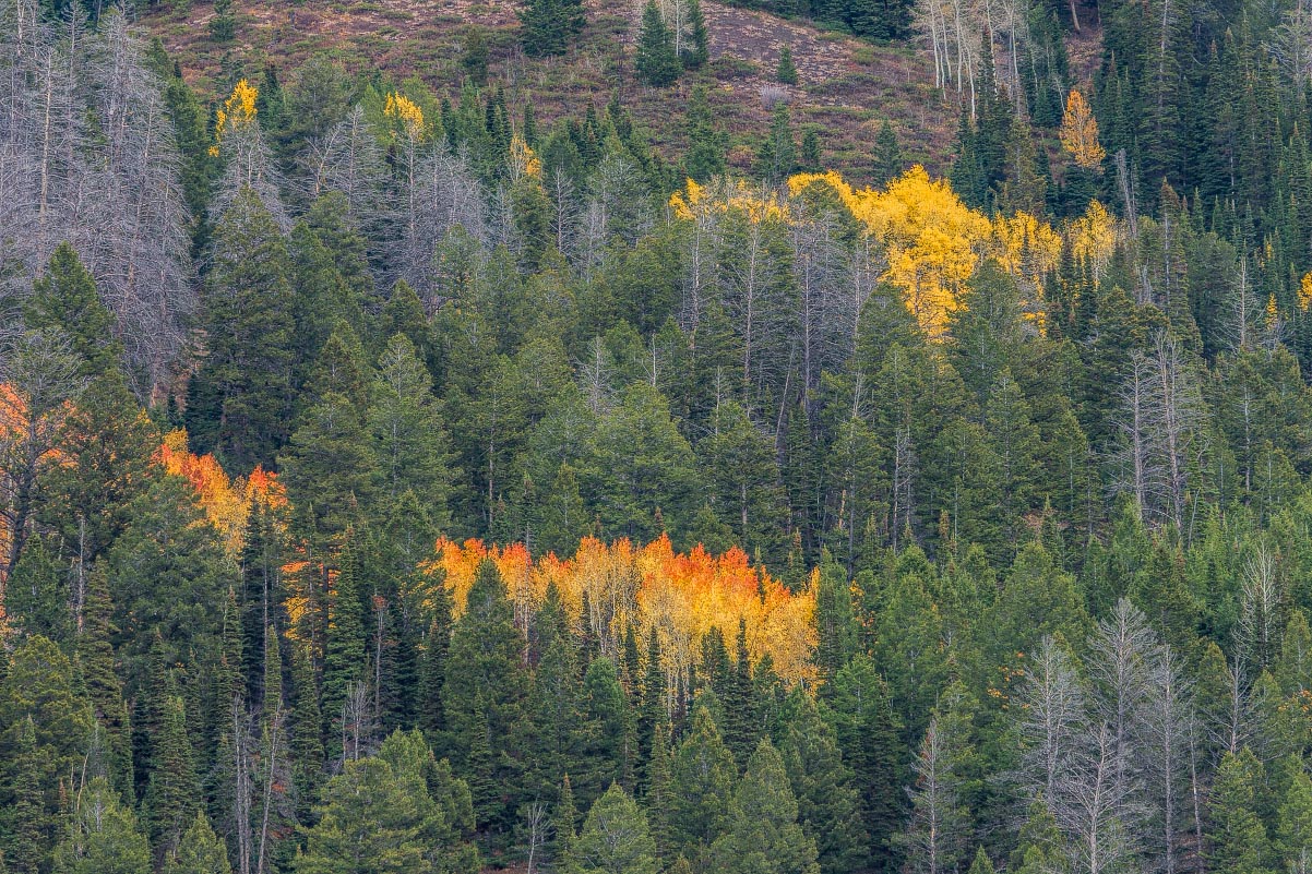 Grey's River Road Wyoming