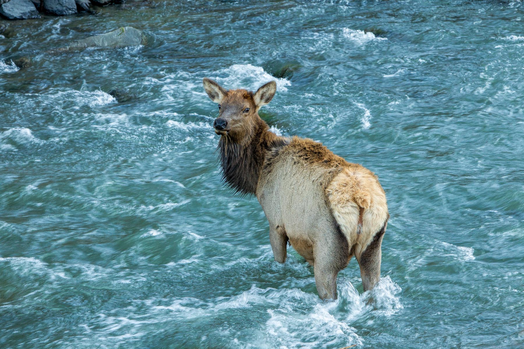 Elk in Gardiner River Yellowstone Wyoming