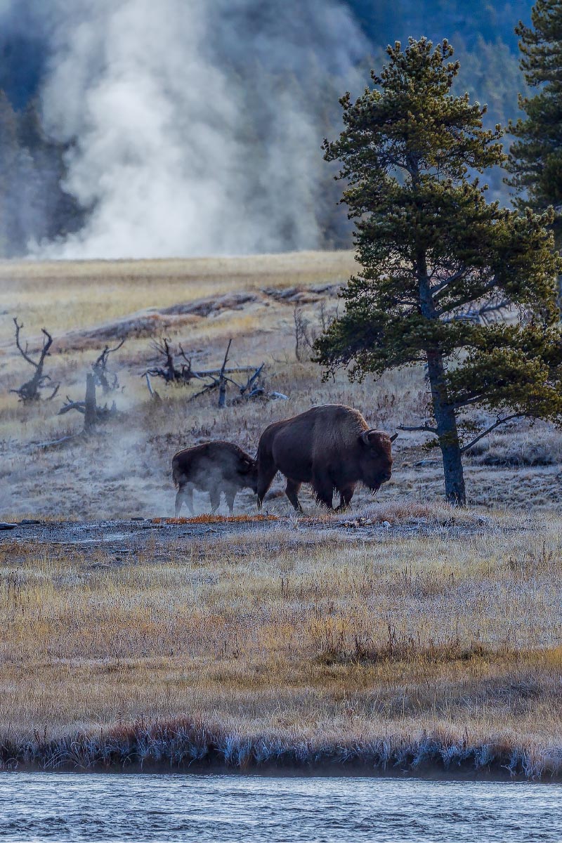 Bison, thermal steam vents Yellowstone Wyoming