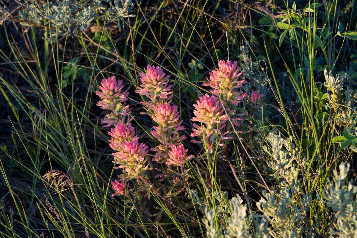 Paintbrush Wyoming