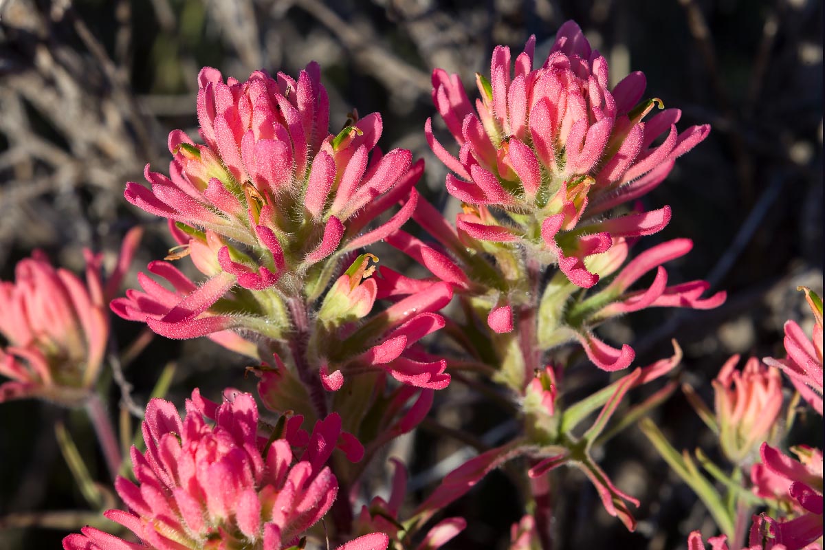 Paintbrush Wyoming