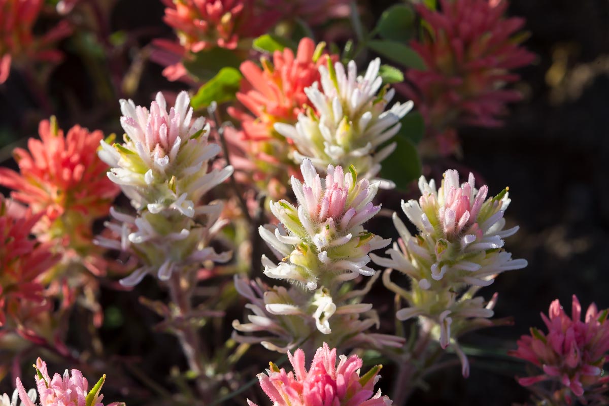 Paintbrush Wyoming