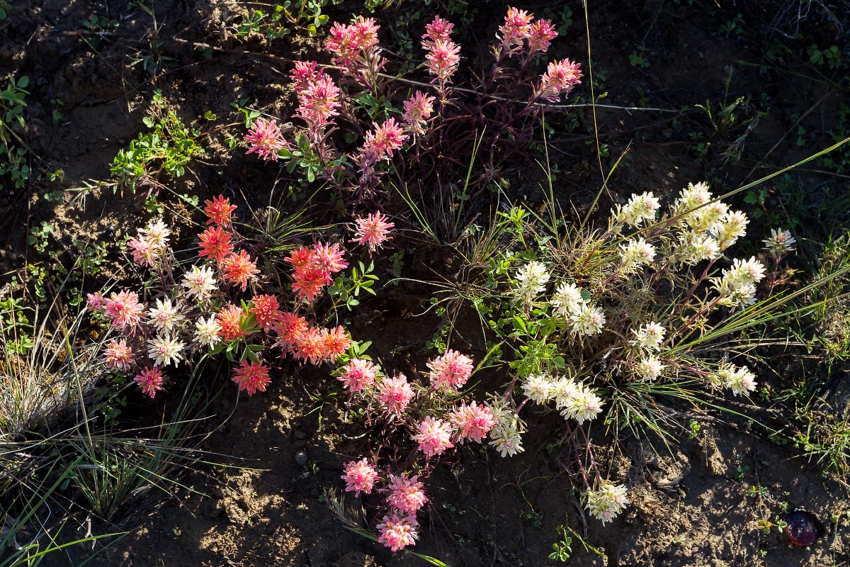 Paintbrush Wyoming