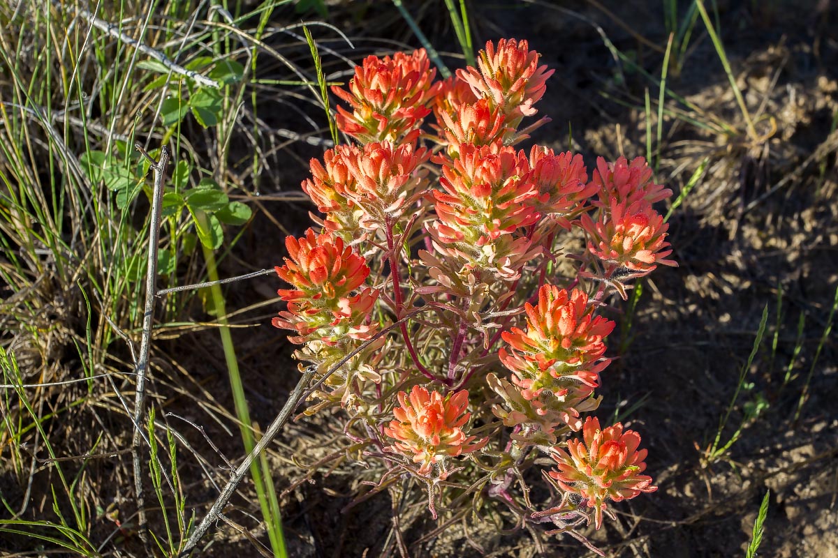 Paintbrush Wyoming