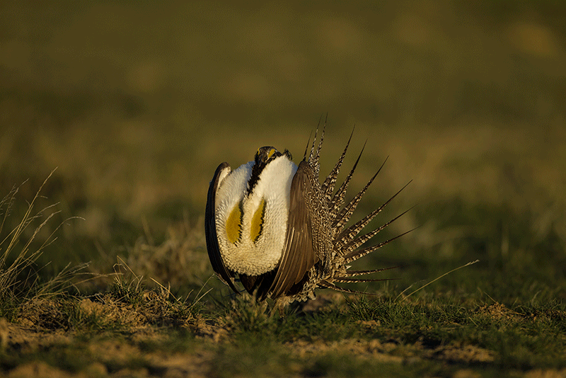 Greater Sage-grouse Wyoming