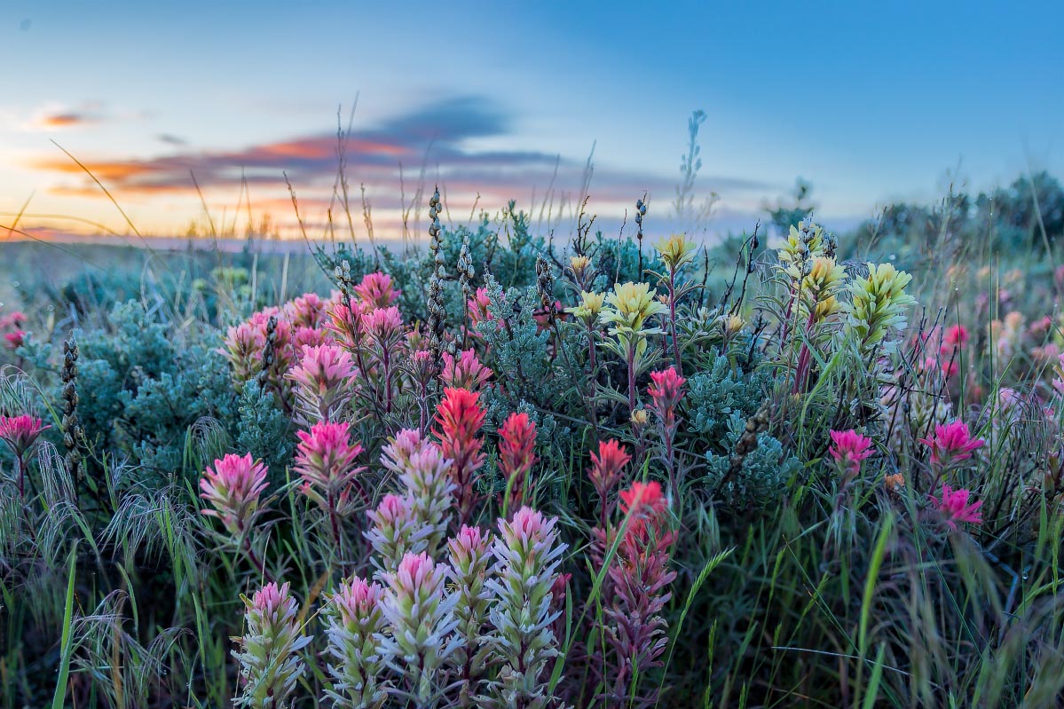 Paintbrush Wyoming