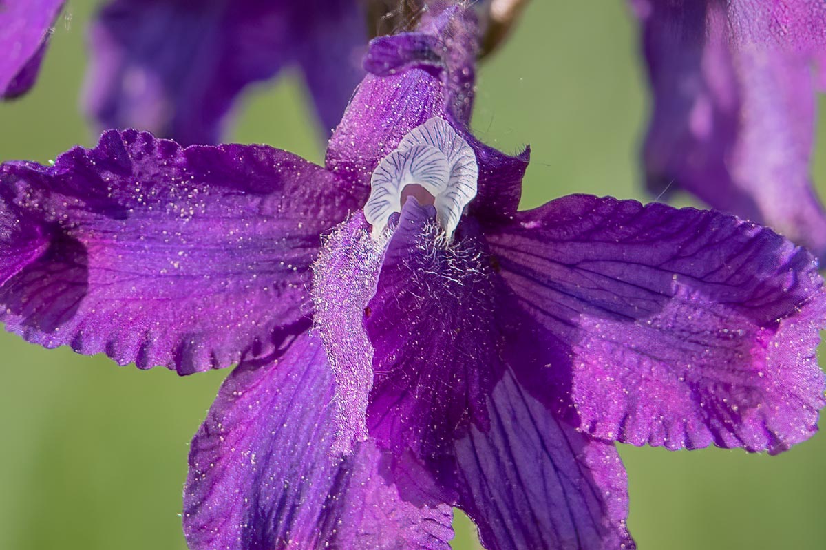 IMG_3760closeup