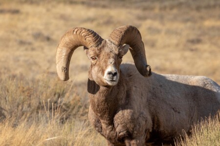 Bighorn Sheep ram
