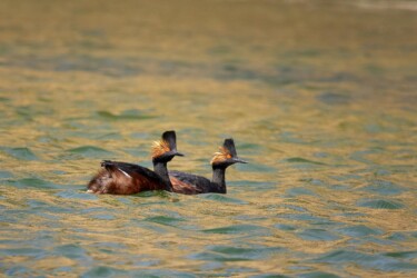 Eared Grebes