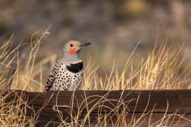 Northern Flicker
