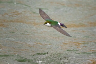 Violet-green Swallow