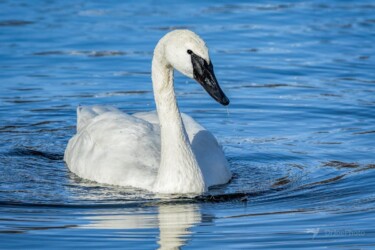 Trumpeter Swan Wyoming