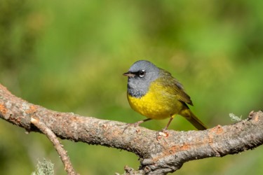 MacGillivray's Warbler Wilson Wyoming
