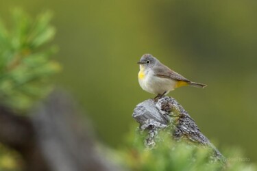 Virginia’s Warbler Sinks Canyon State Park Wyoming