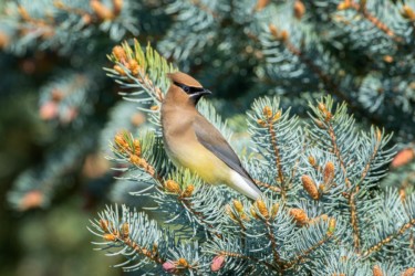 Cedar Waxwing Riverton Wyoming