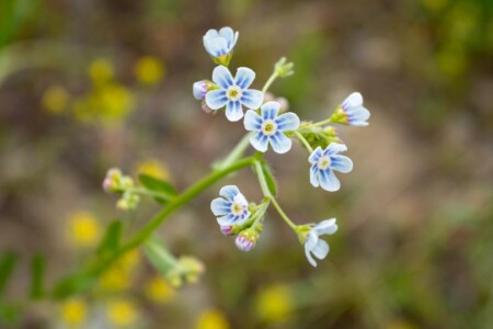 Spotted Stickseed wildflower Wyoming