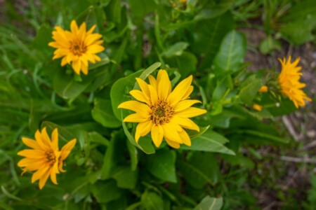 Mule’s Ears wildflowers Grand Teton National Park Wyoming