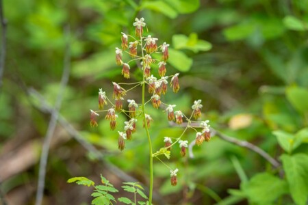 Western Meadow-Rue wildflower Wyoming