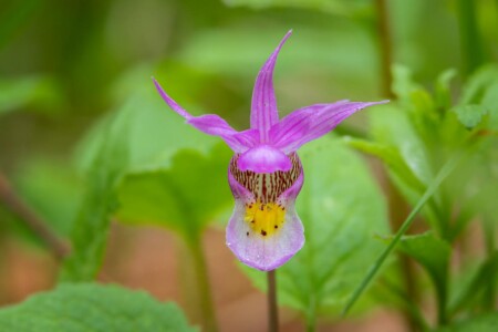 Calypso Orchid Wyoming