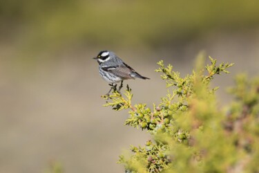 Black-throated Gray Warbler Wyoming