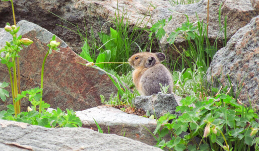 American Pika Wyoming