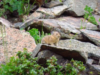 American Pika Wyoming