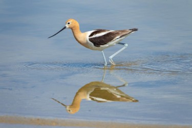 American Avocet Fort Washakie Wyoming