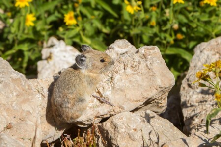 American Pika Medicine Wheel Wyoming