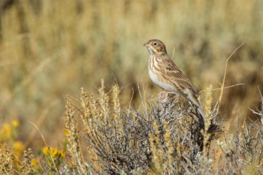 Vesper Sparrow Gas Hills Wyoming