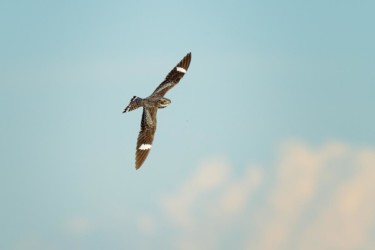 Common Nighthawk Riverton Wyoming