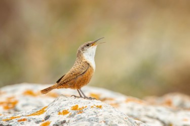 Canyon Wren Ayers Natural Bridge Wyoming