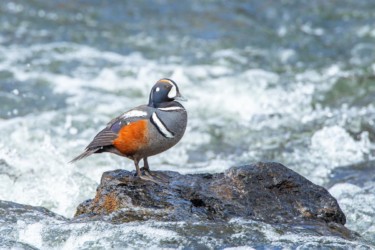Harlequin Duck LeHardy Rapids Yellowstone Wyoming