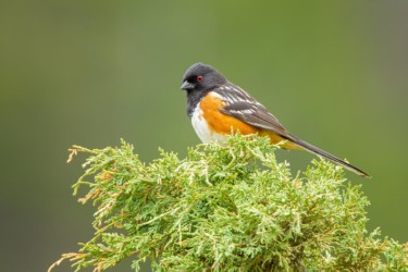 Spotted Towhee Sinks Canyon State Park Wyoming