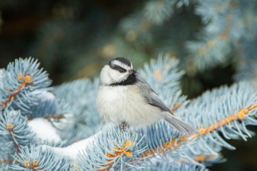 Mountain Chickadee Riverton Wyoming