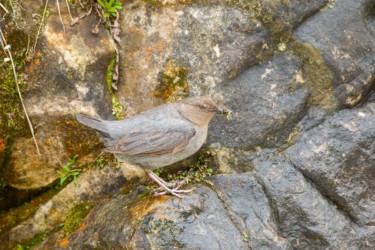 American Dipper Sinks Canyon State Park Wyoming